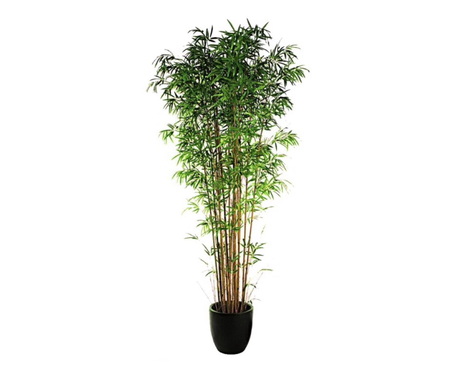 Pianta Bamboo H 180